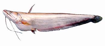 Local Borali Fish