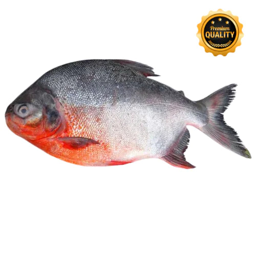 Local Chanda Fish (Premium)