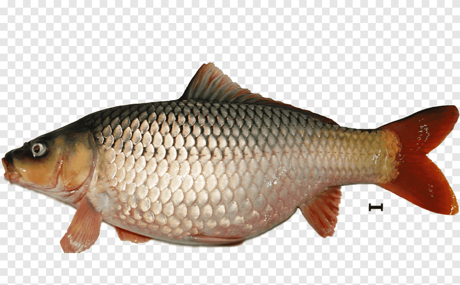 Kamal Cup fish (Big Size)