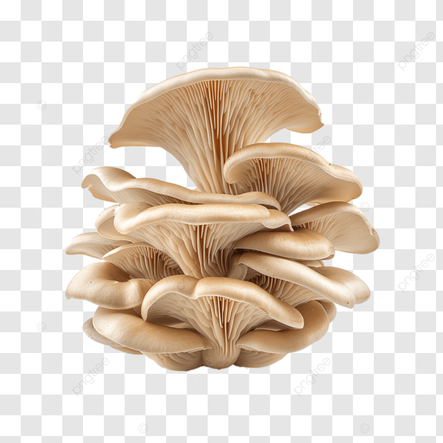 Mashroom