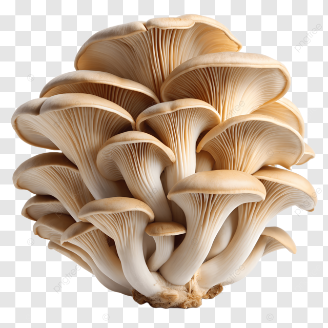 Mushroom