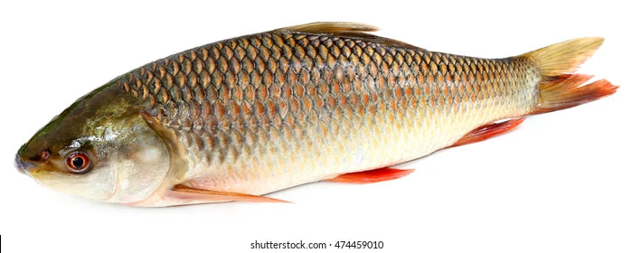Local Bahu Fish (Fresh & Cut)