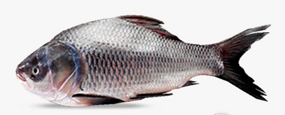 Bahu fish
