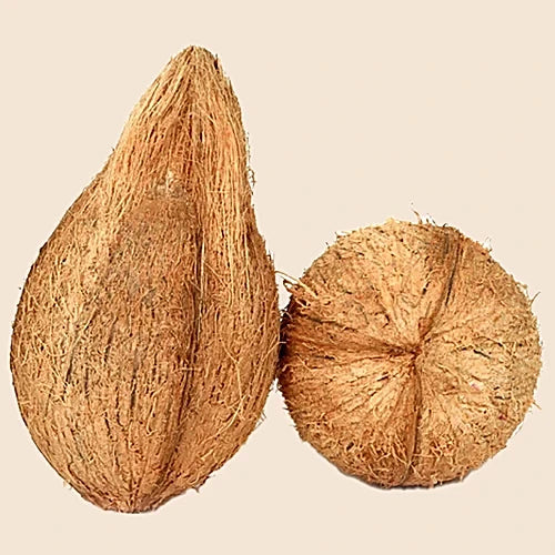 Coconut