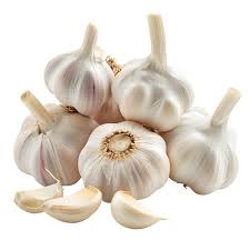 Garlic
