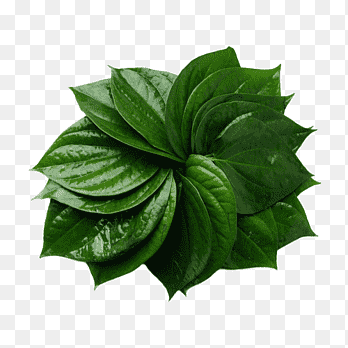 পান (Betel leaves)