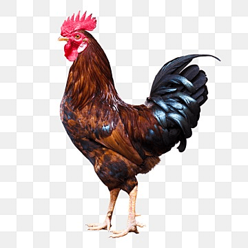 Local Chicken Guta