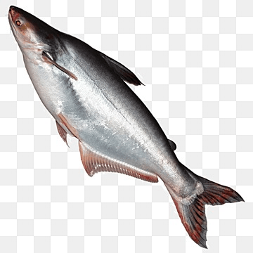 কচ মাছ ( Kos Fish)
