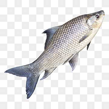 ৰৌ মাছ (Row Fish)