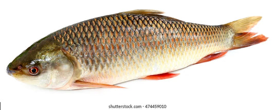 Local Bahu Fish (Fresh & Cut)